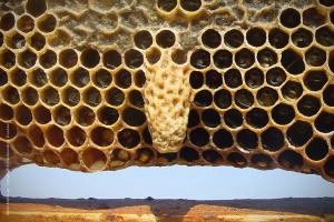 Φυσική κυψέλη μέλισσας