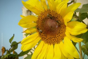 Μέλισσες που συλλέγουν νέκταρ