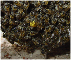 Σφήκα που επιτίθεται σε μέλισσες