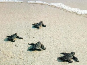 Τα χελωνάκια τρέχουν στο νερό